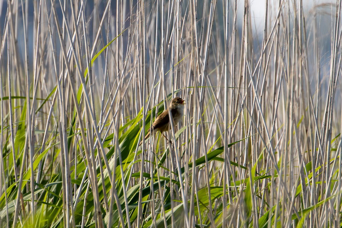 Common Reed Warbler - ML619532097