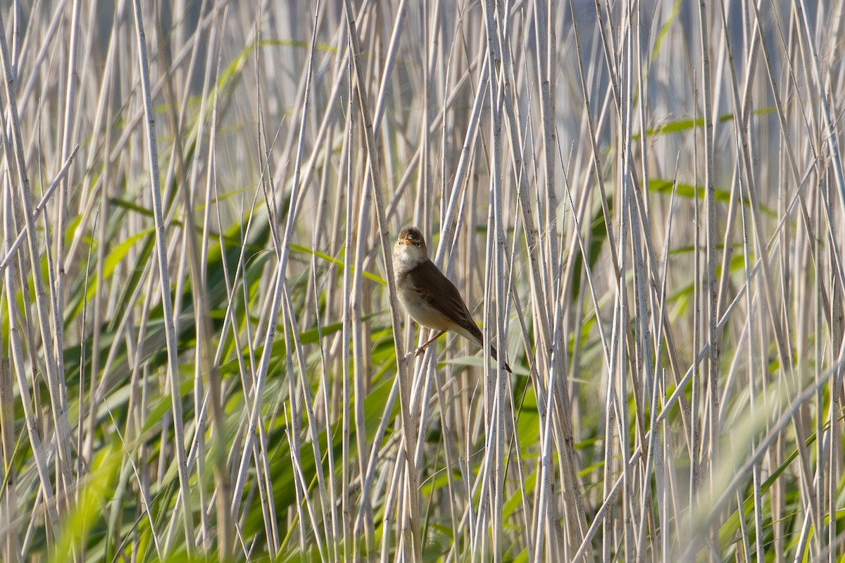 Common Reed Warbler - ML619532098