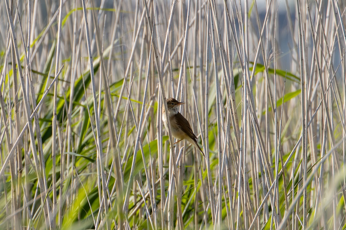 Common Reed Warbler - ML619532099