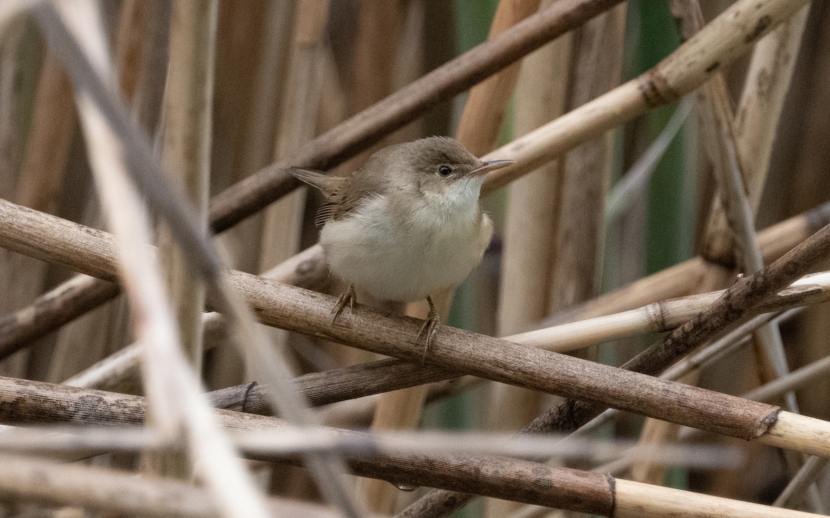 Common Reed Warbler - ML619532100
