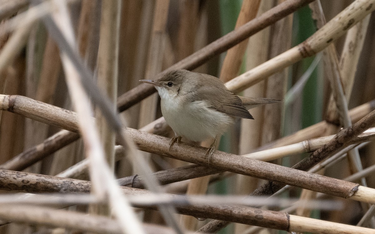 Common Reed Warbler - ML619532102