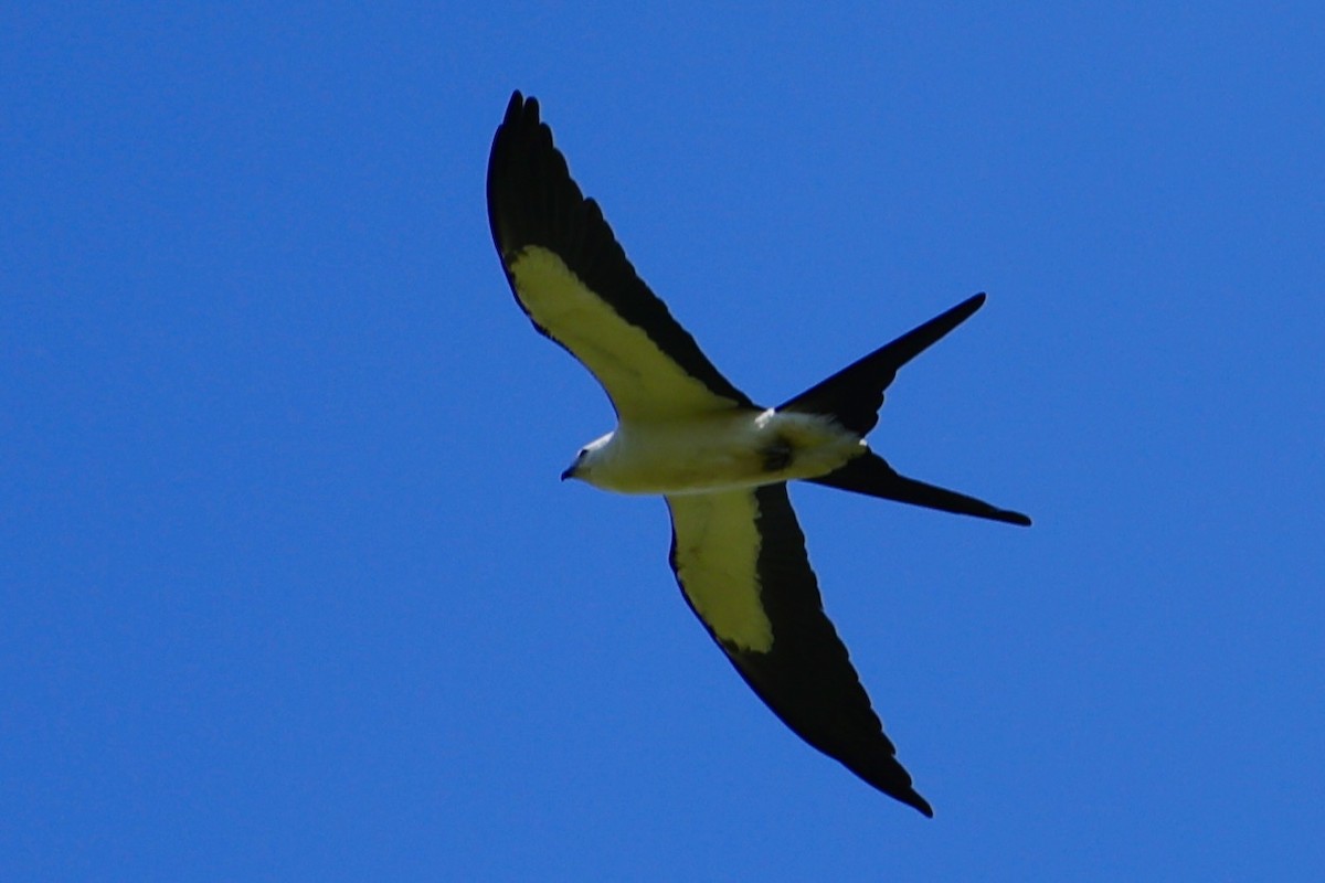 Swallow-tailed Kite - ML619532163