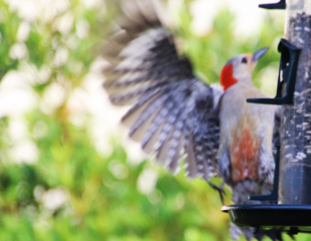 Red-bellied Woodpecker - ML619532169