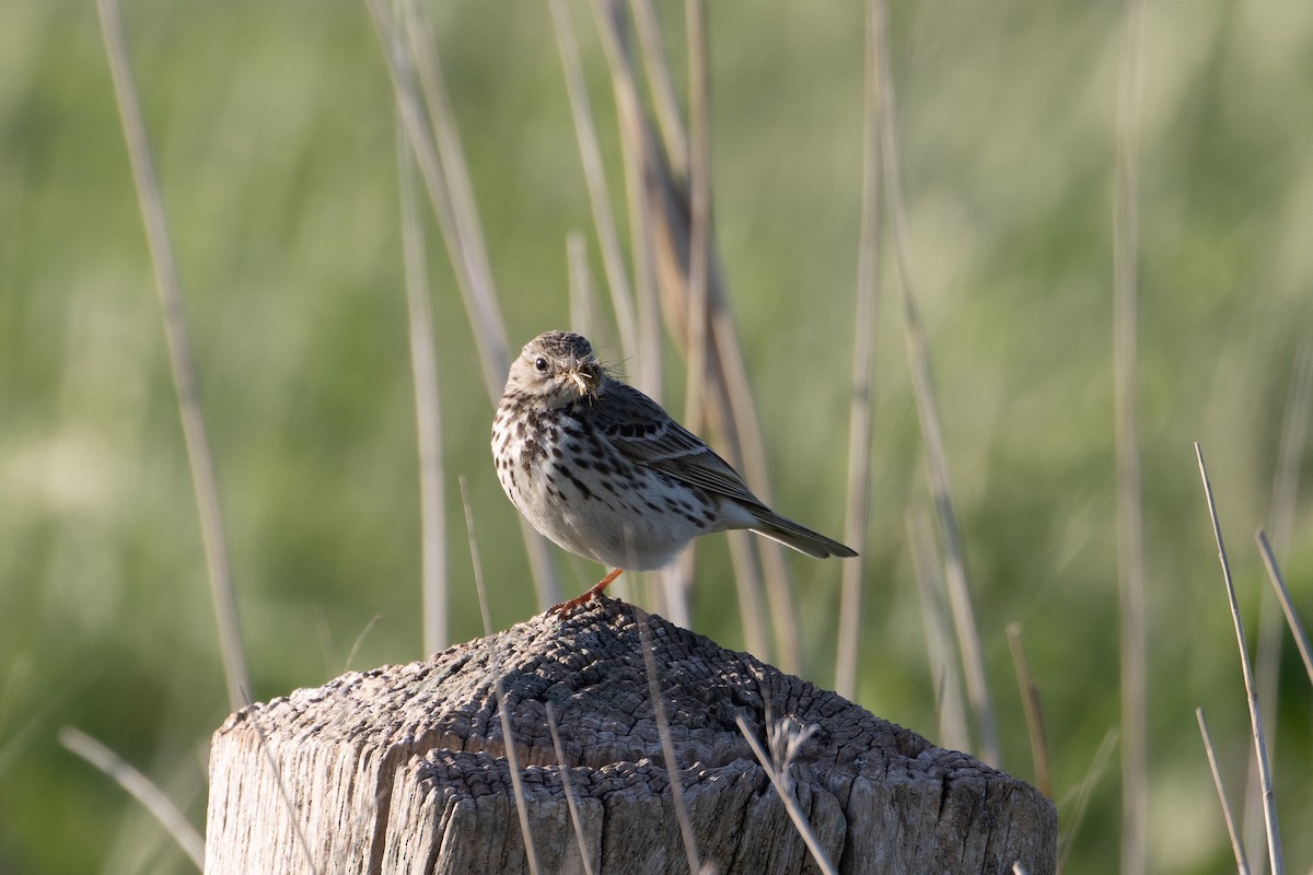 Meadow Pipit - ML619532185