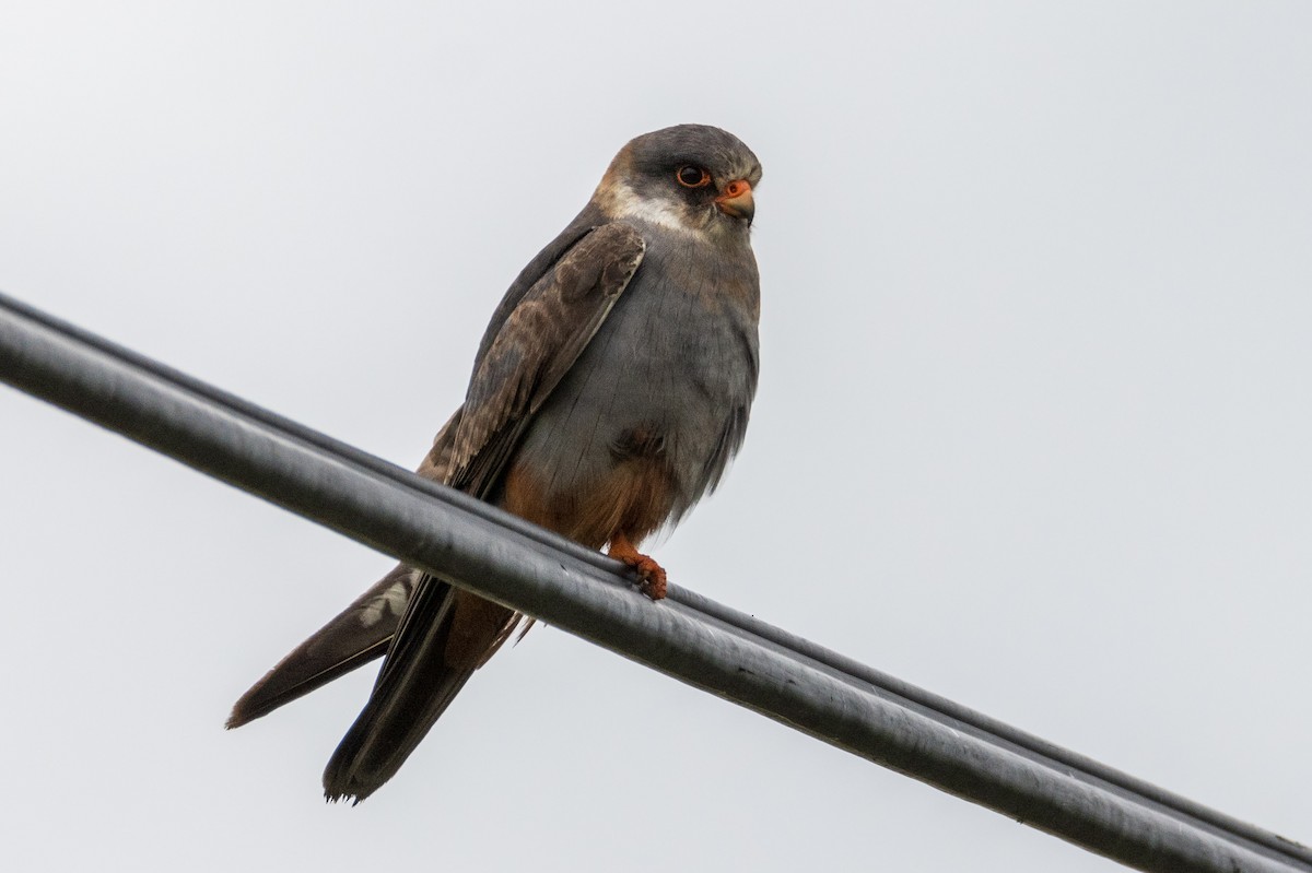 Red-footed Falcon - ML619532229