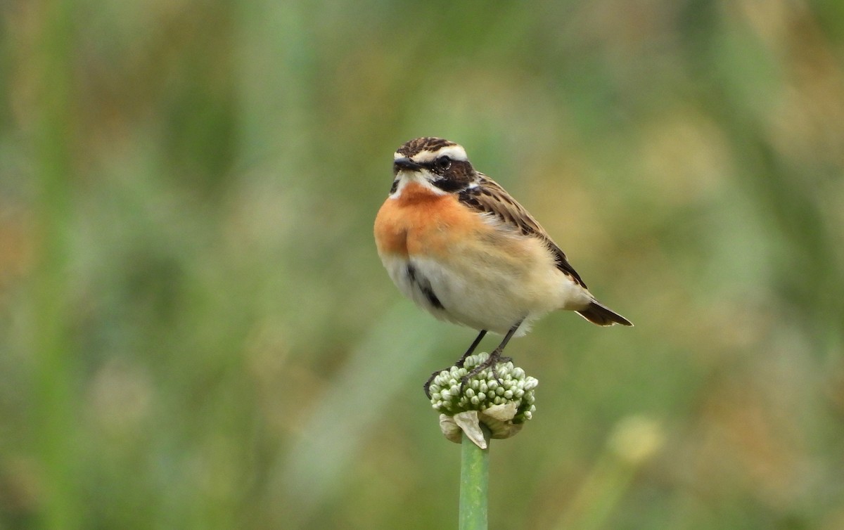 Whinchat - ML619532239