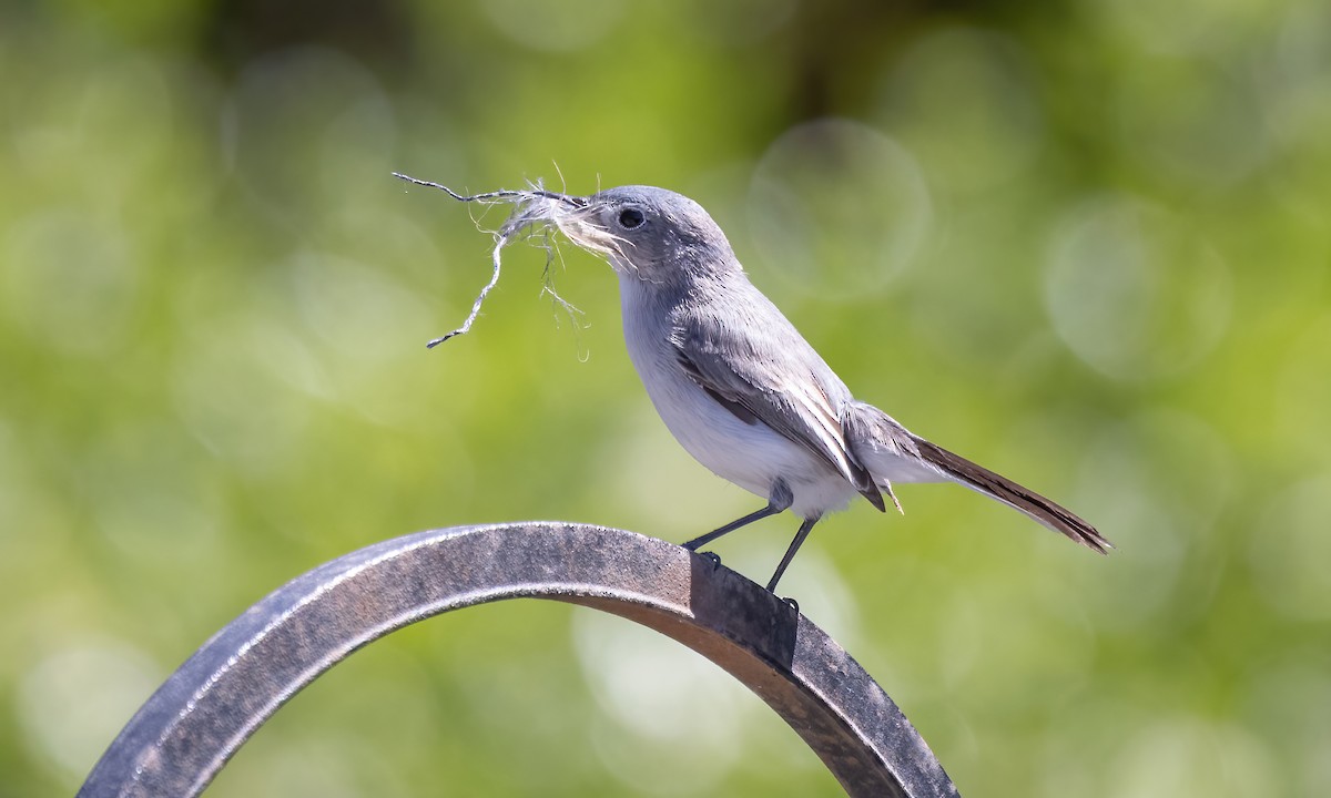 Blue-gray Gnatcatcher (obscura Group) - ML619532244
