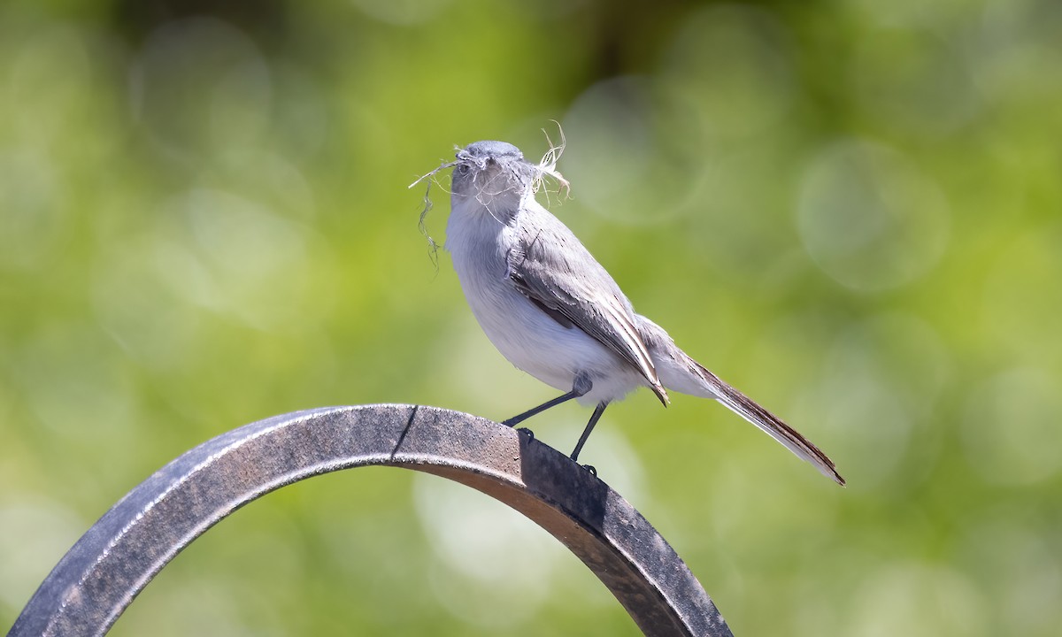 Blue-gray Gnatcatcher (obscura Group) - ML619532245