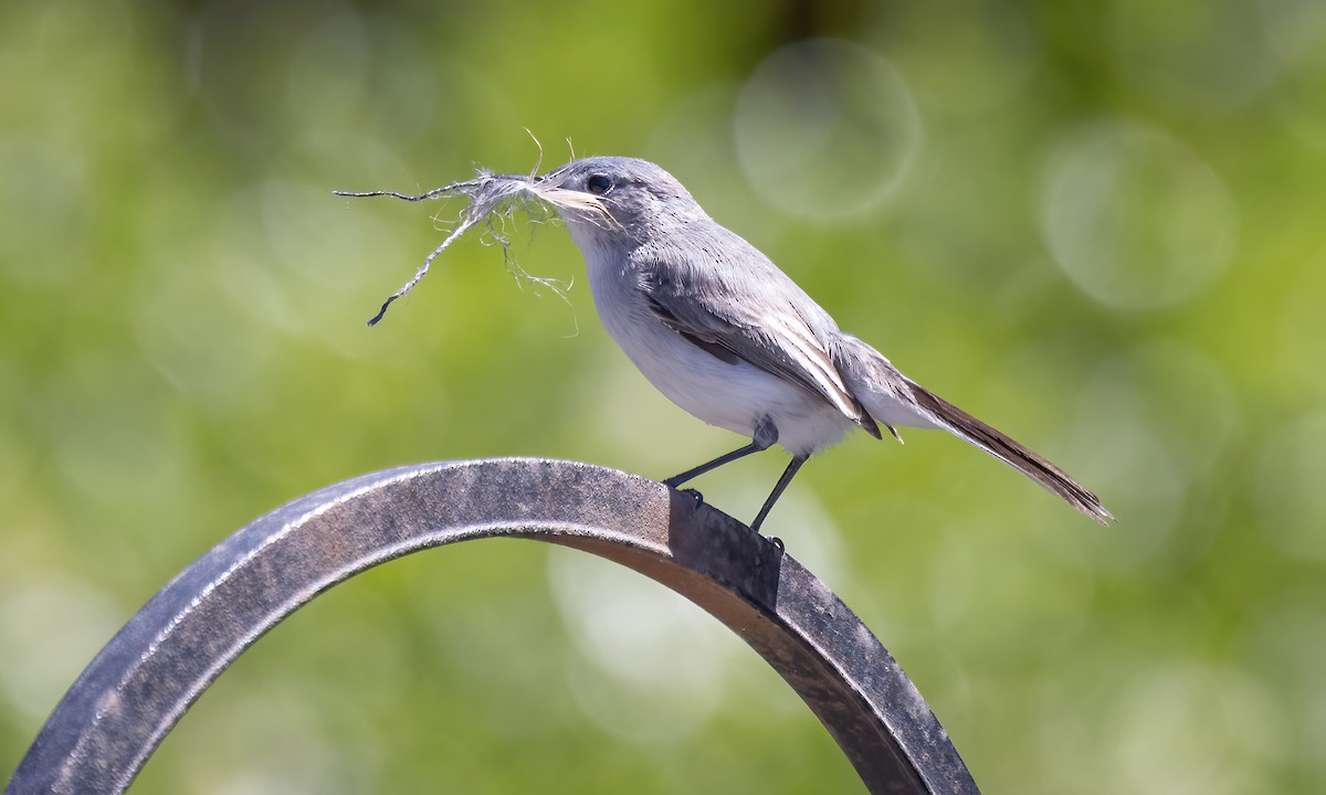 Blue-gray Gnatcatcher (obscura Group) - ML619532246