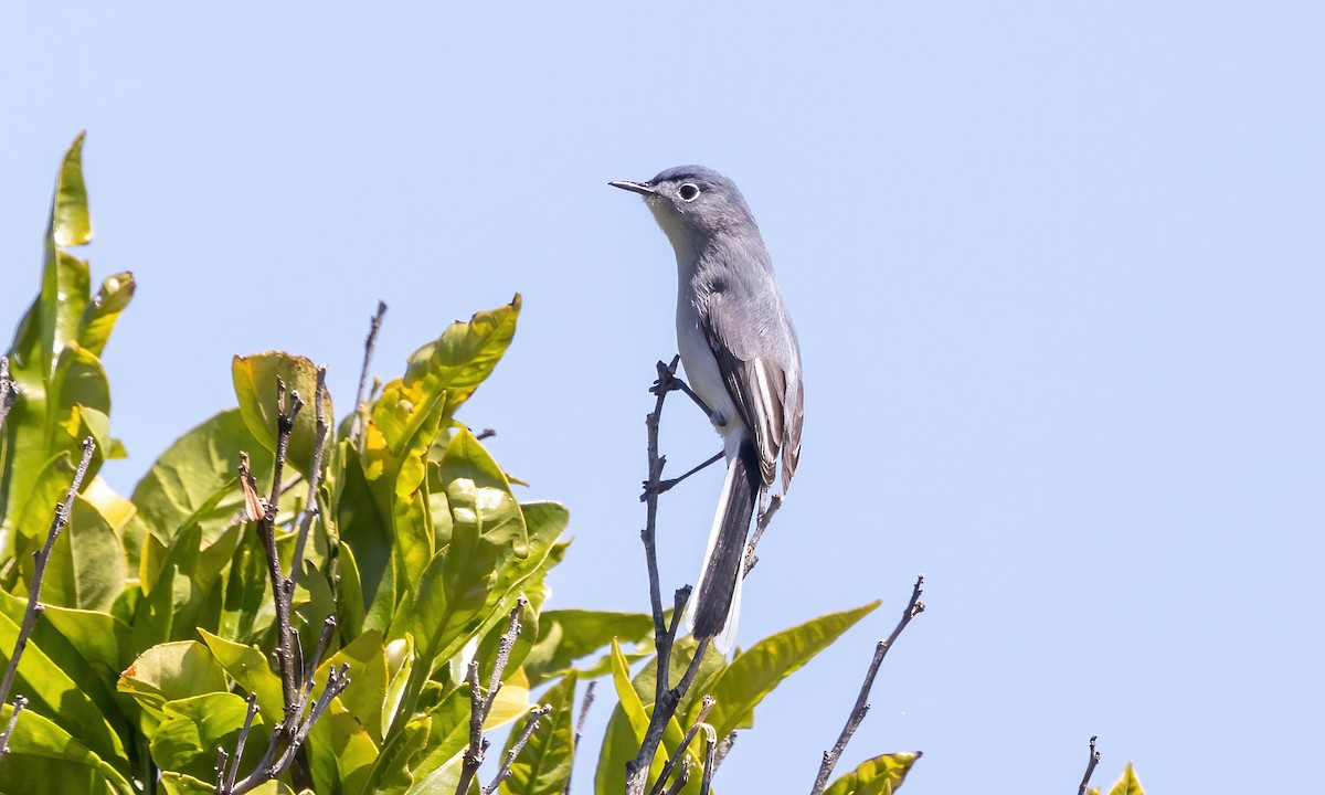 Blue-gray Gnatcatcher (obscura Group) - ML619532247