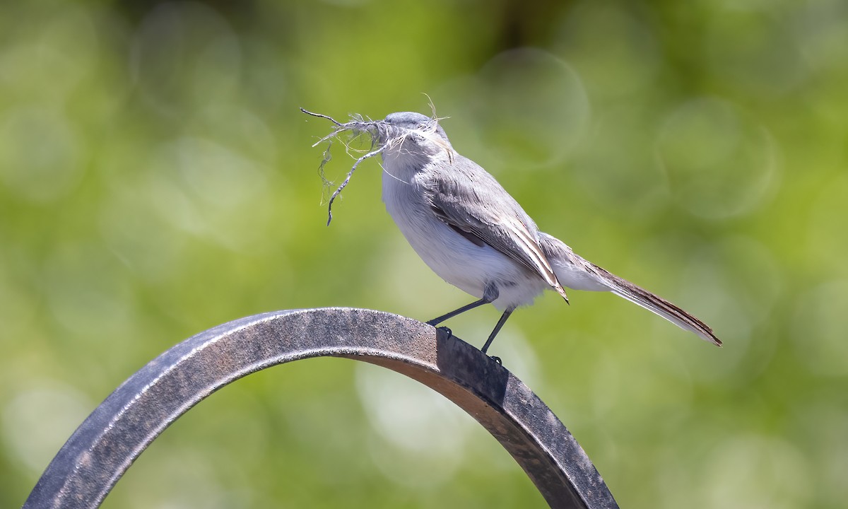 Blue-gray Gnatcatcher (obscura Group) - ML619532248