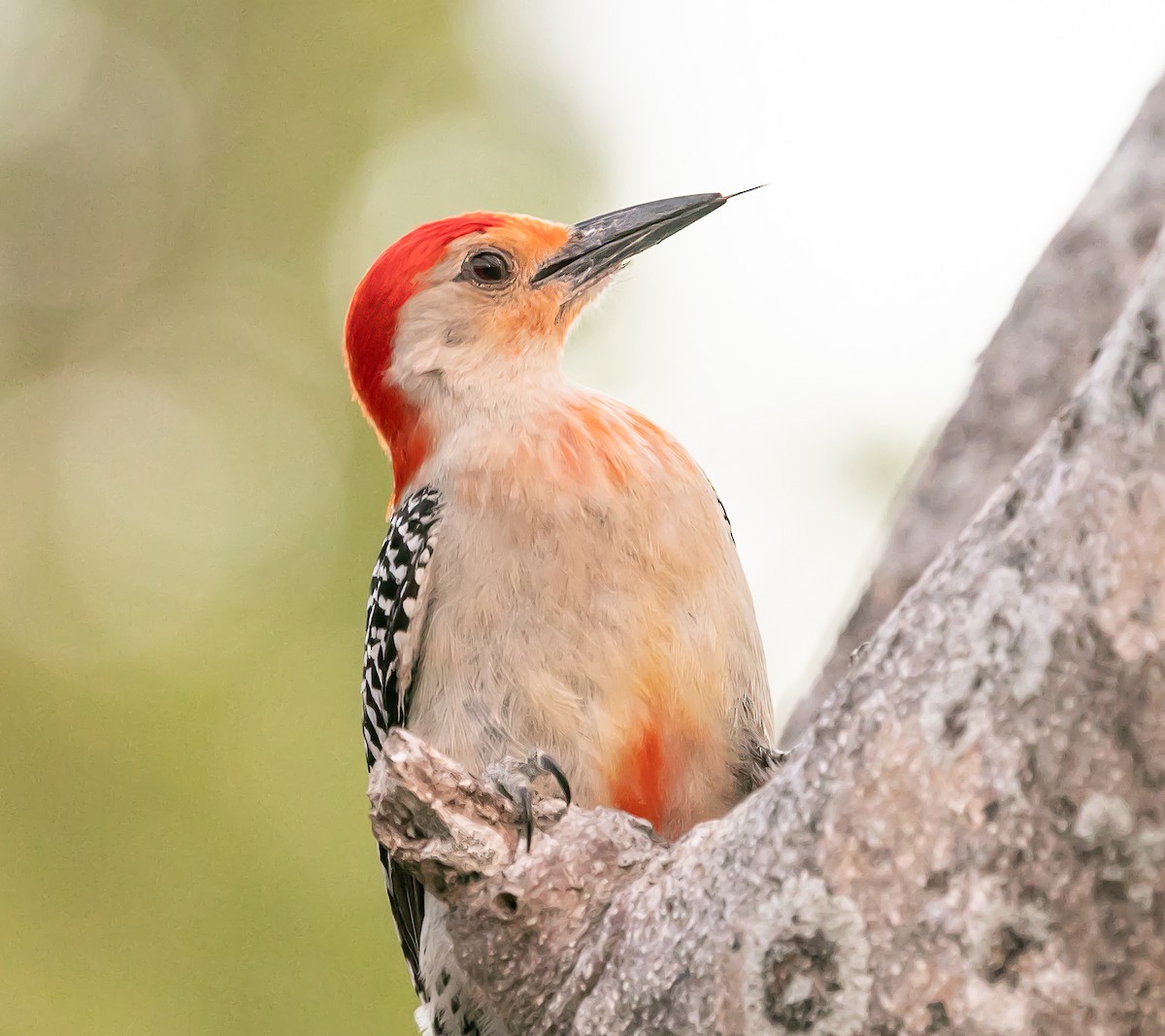 Red-bellied Woodpecker - ML619532255