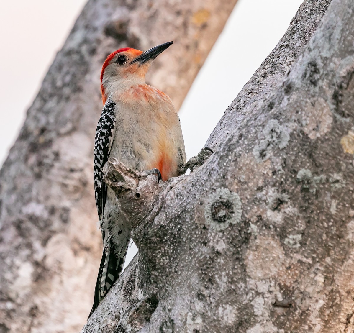 Red-bellied Woodpecker - ML619532257