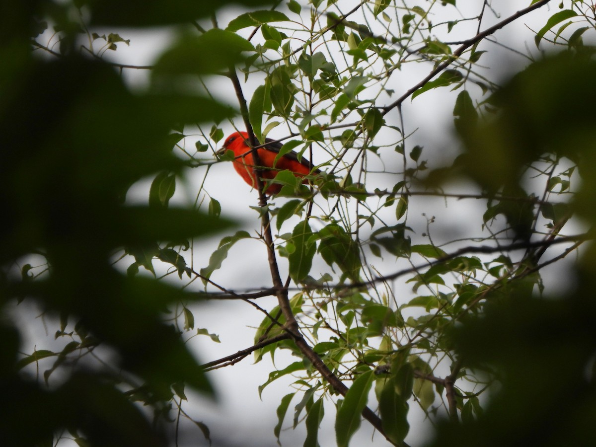 Scarlet Tanager - ML619532261