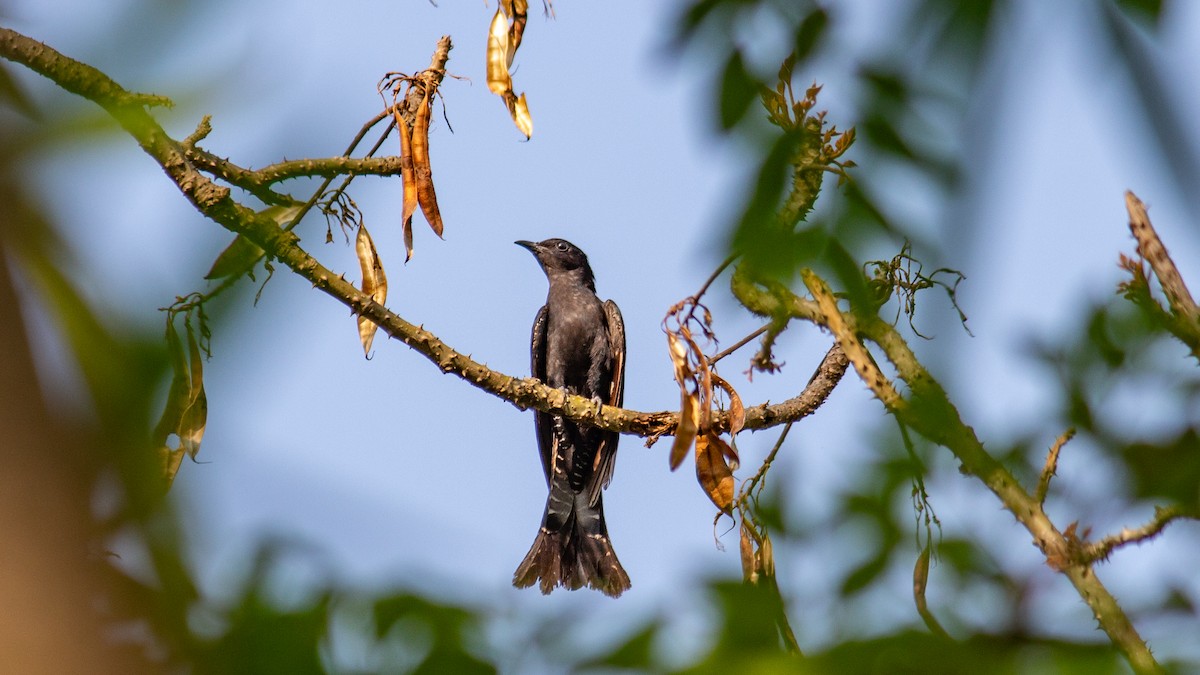 Square-tailed Drongo-Cuckoo - ML619532265