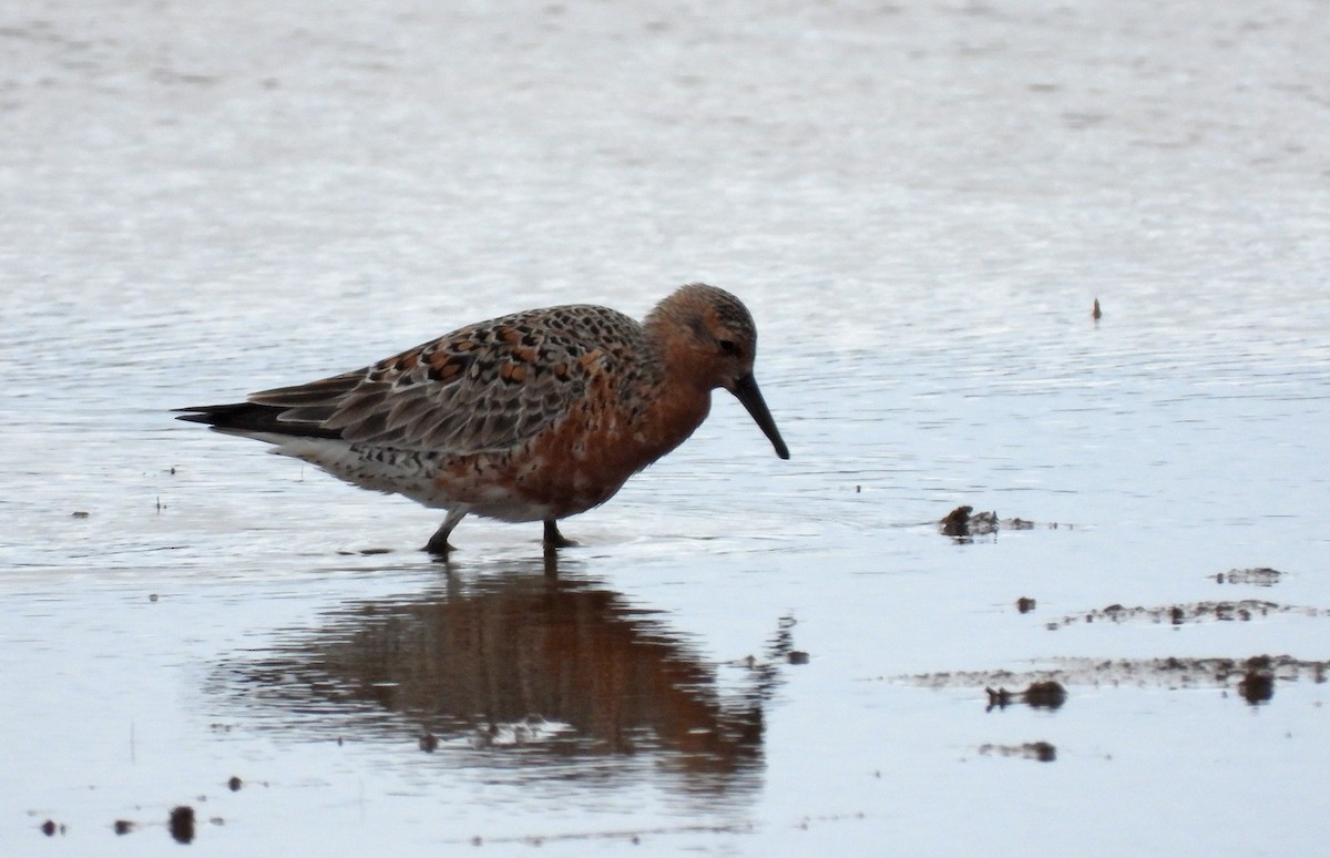 Red Knot - ML619532269