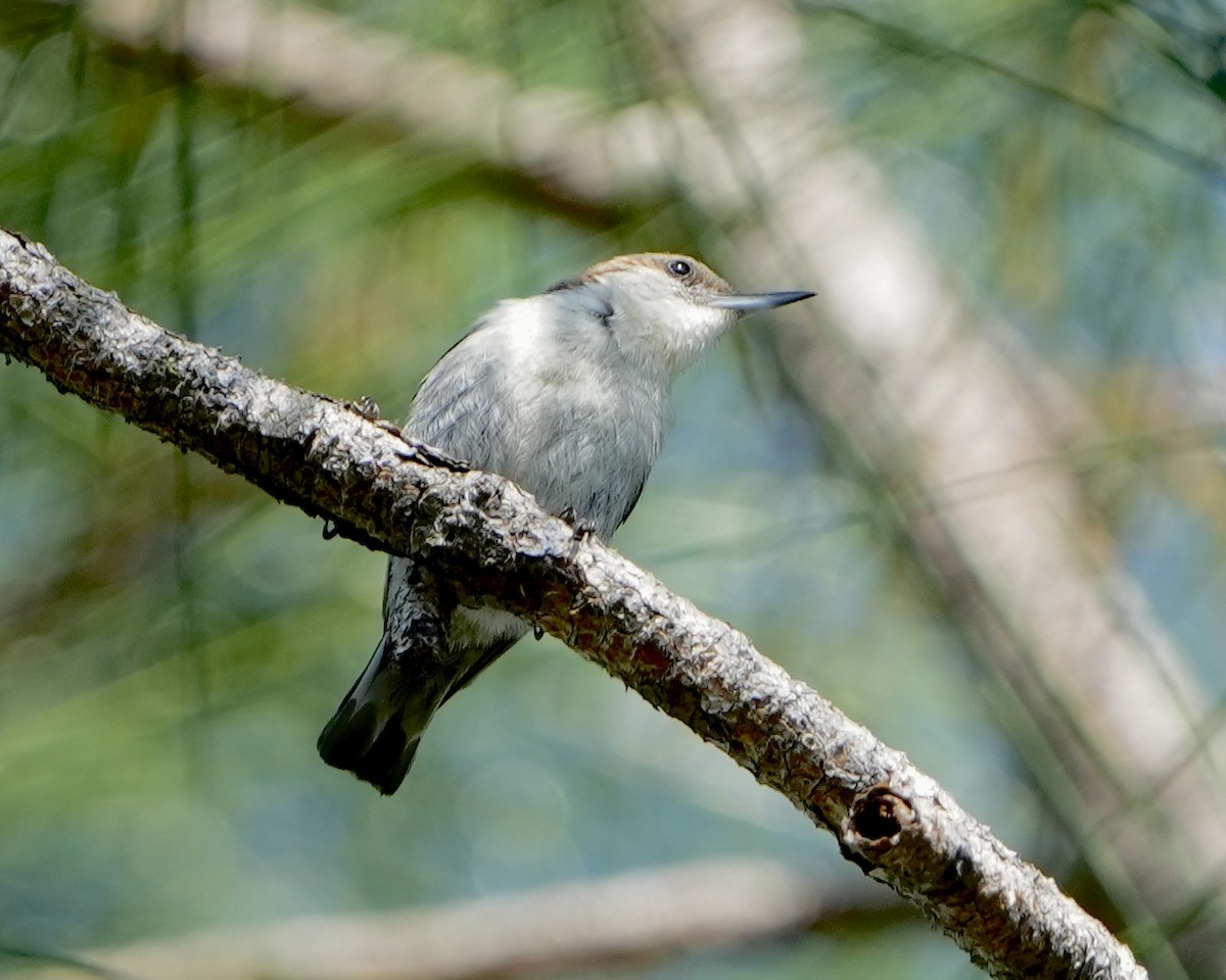 Brown-headed Nuthatch - ML619532307