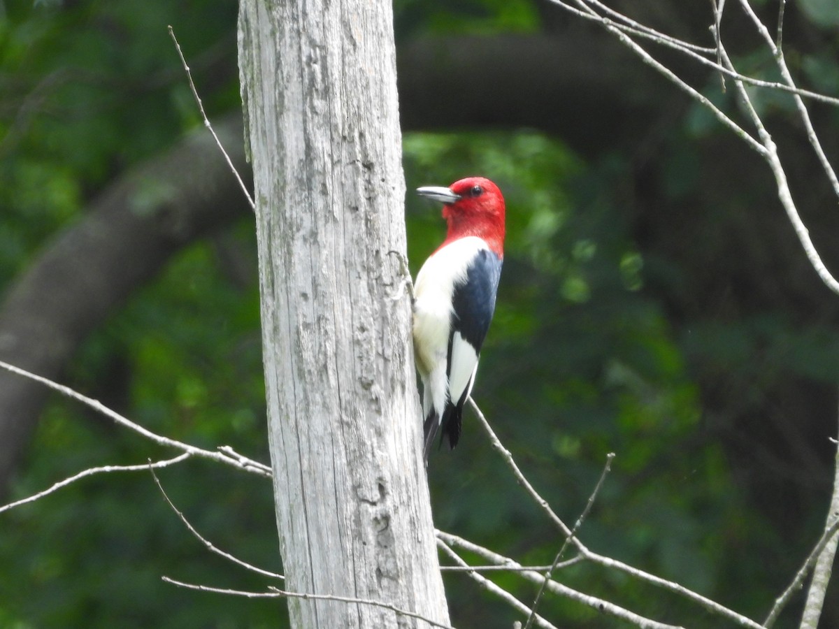 Red-headed Woodpecker - ML619532351