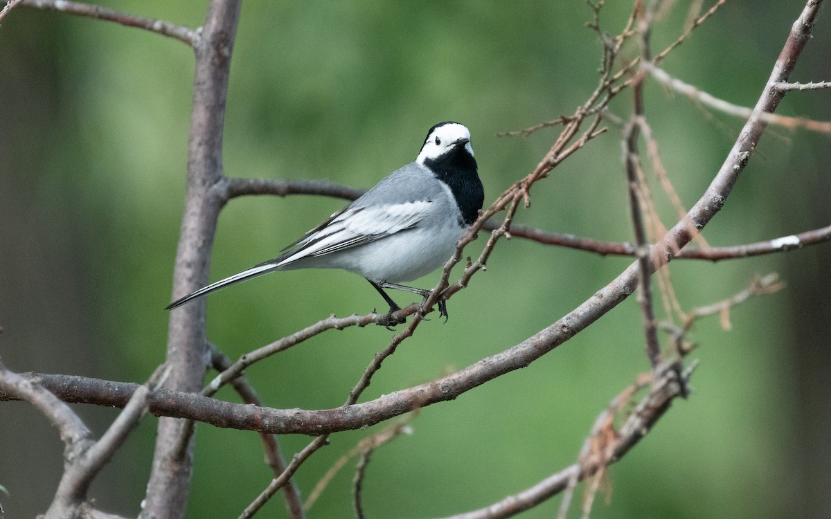White Wagtail (White-faced) - ML619532428