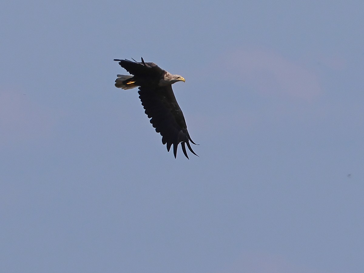 White-tailed Eagle - ML619532440