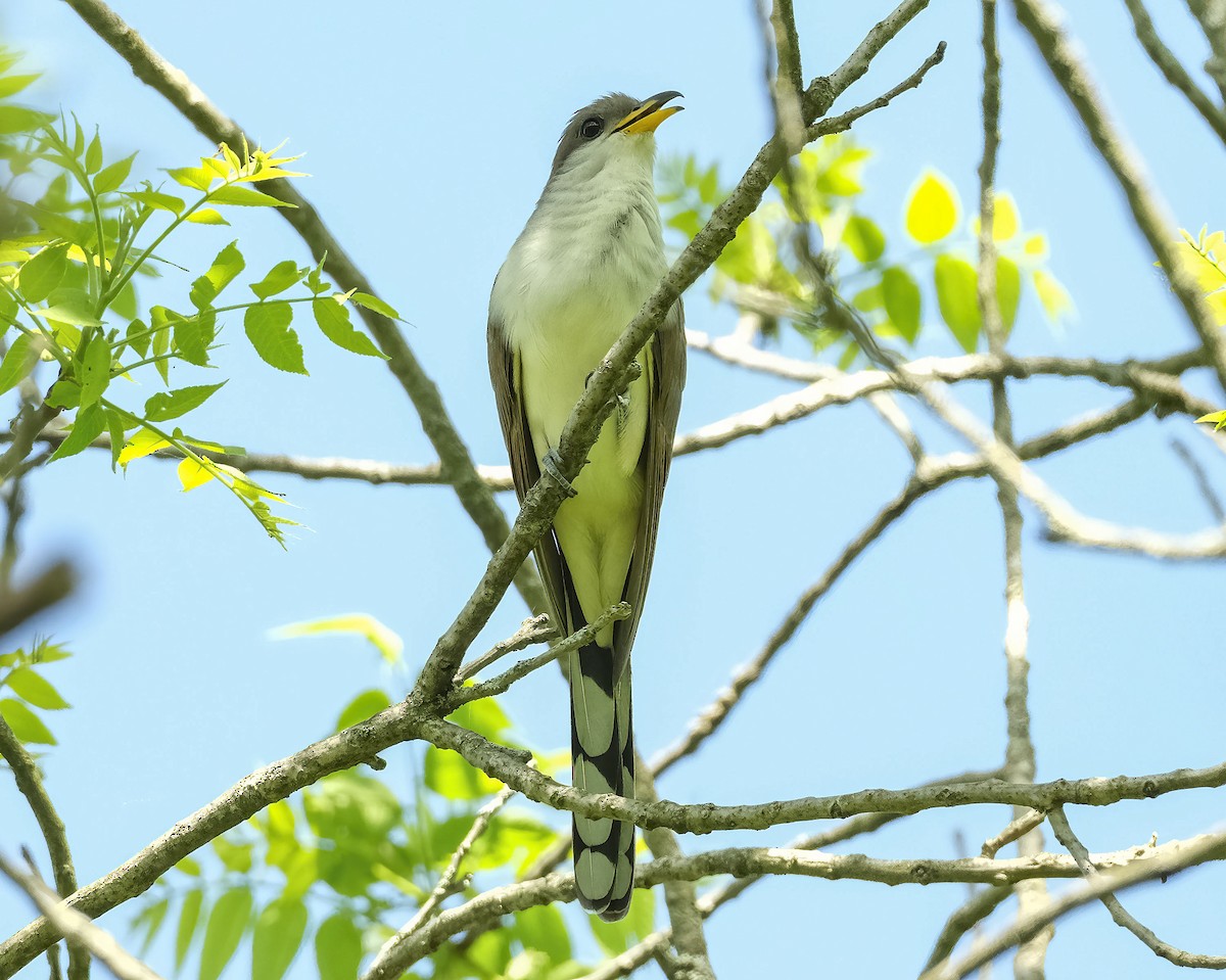 Yellow-billed Cuckoo - ML619532460