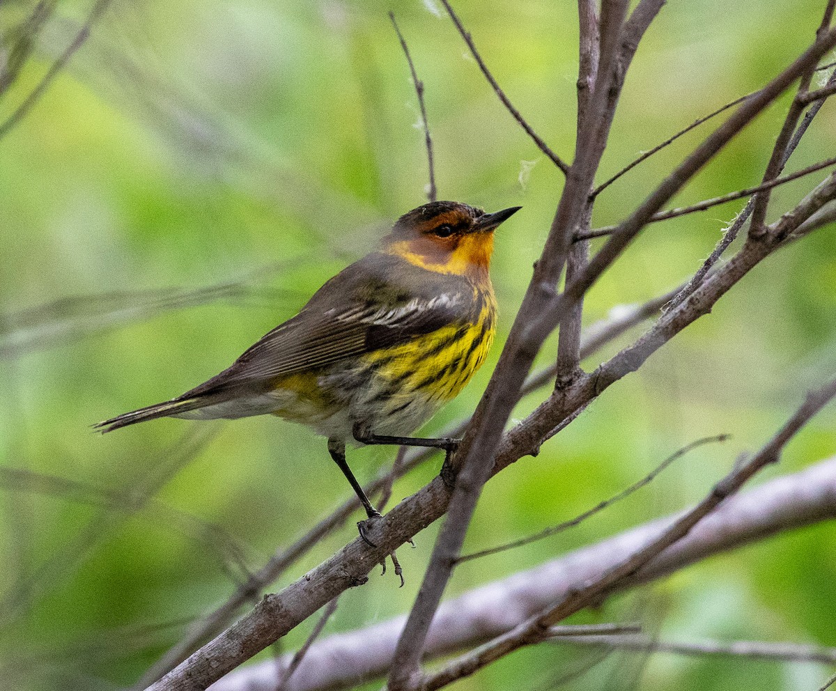Cape May Warbler - ML619532512