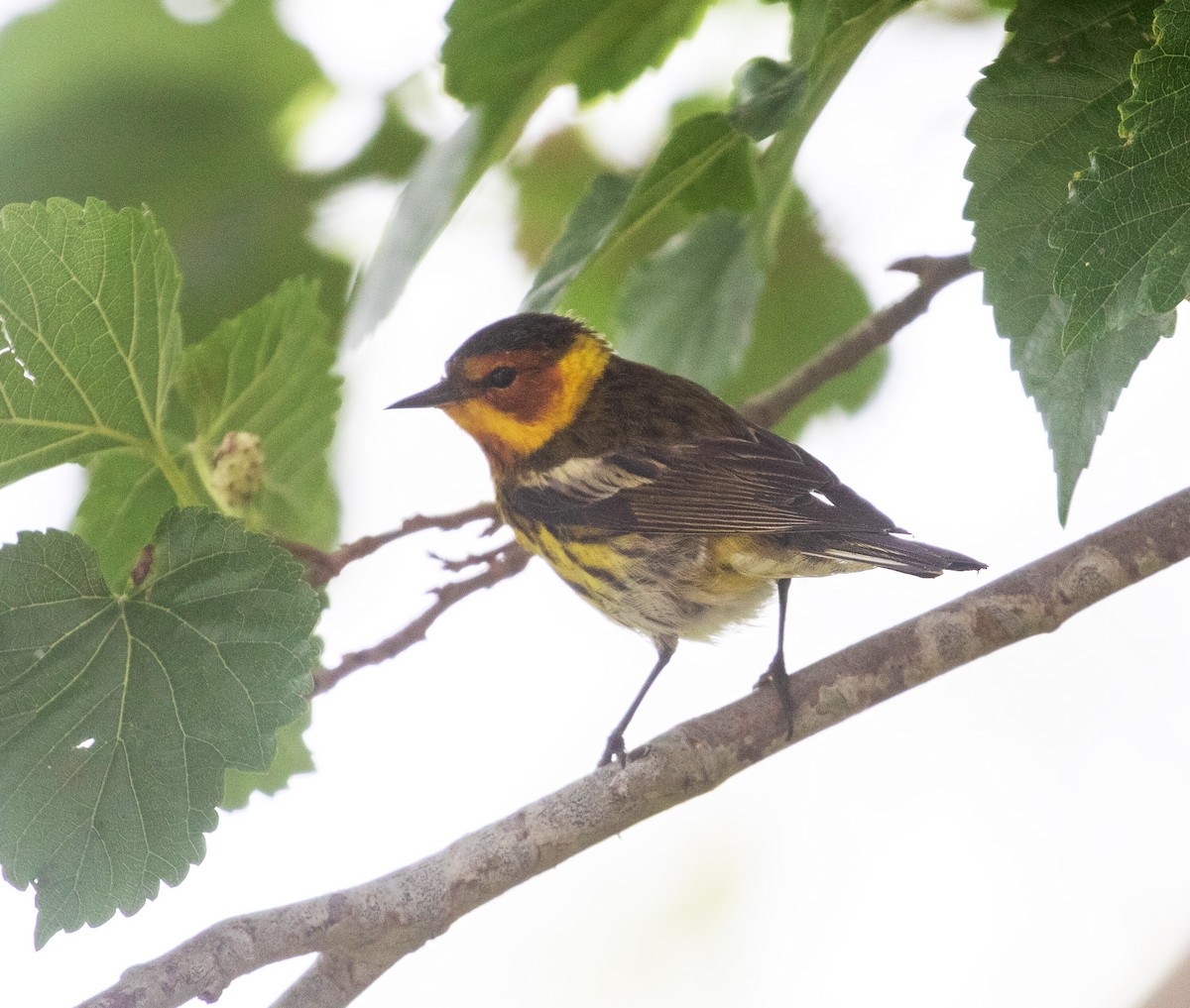 Cape May Warbler - ML619532528