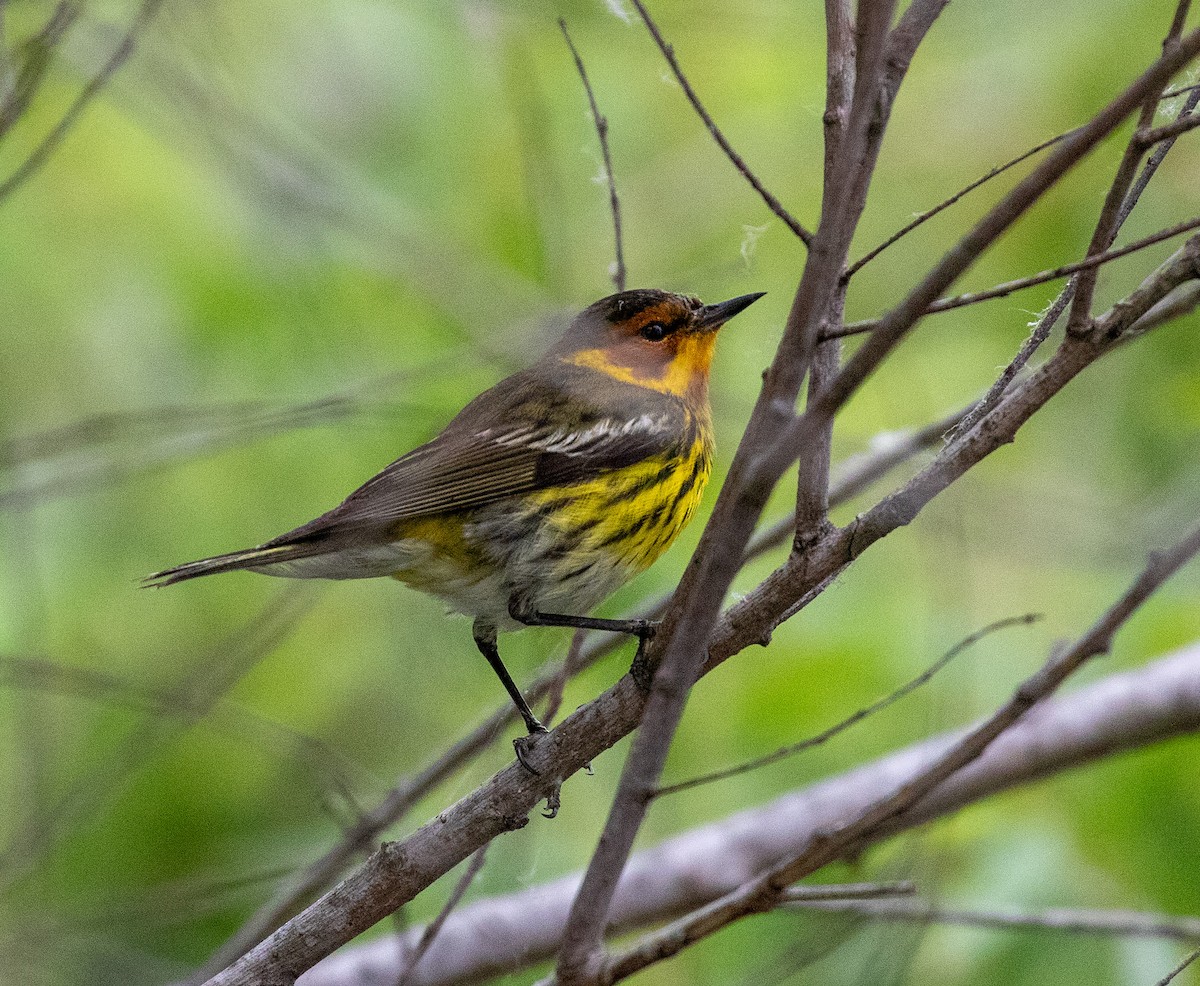 Cape May Warbler - ML619532534