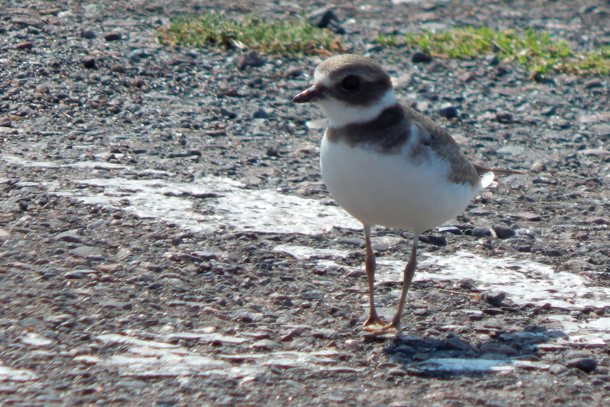 Semipalmated Plover - ML619532537