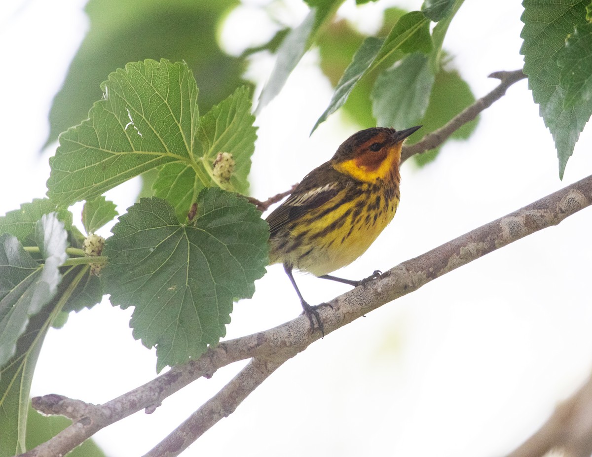 Cape May Warbler - ML619532541