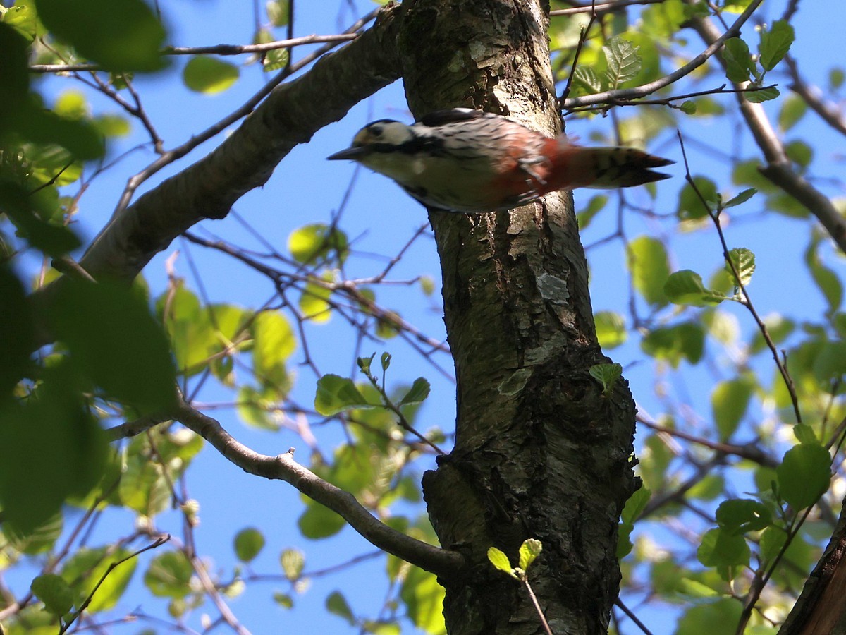 White-backed Woodpecker - ML619532596