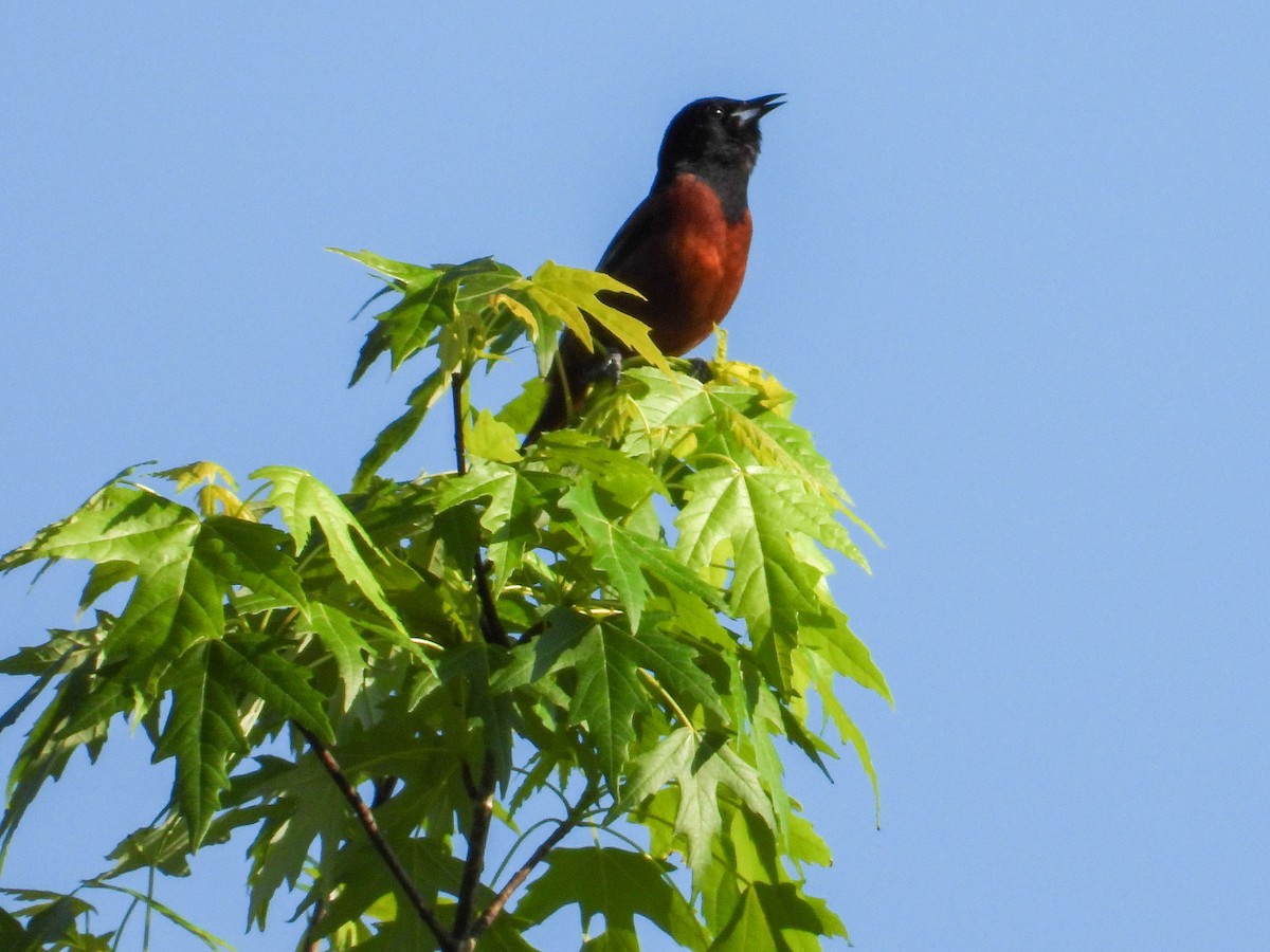 Orchard Oriole - ML619532609