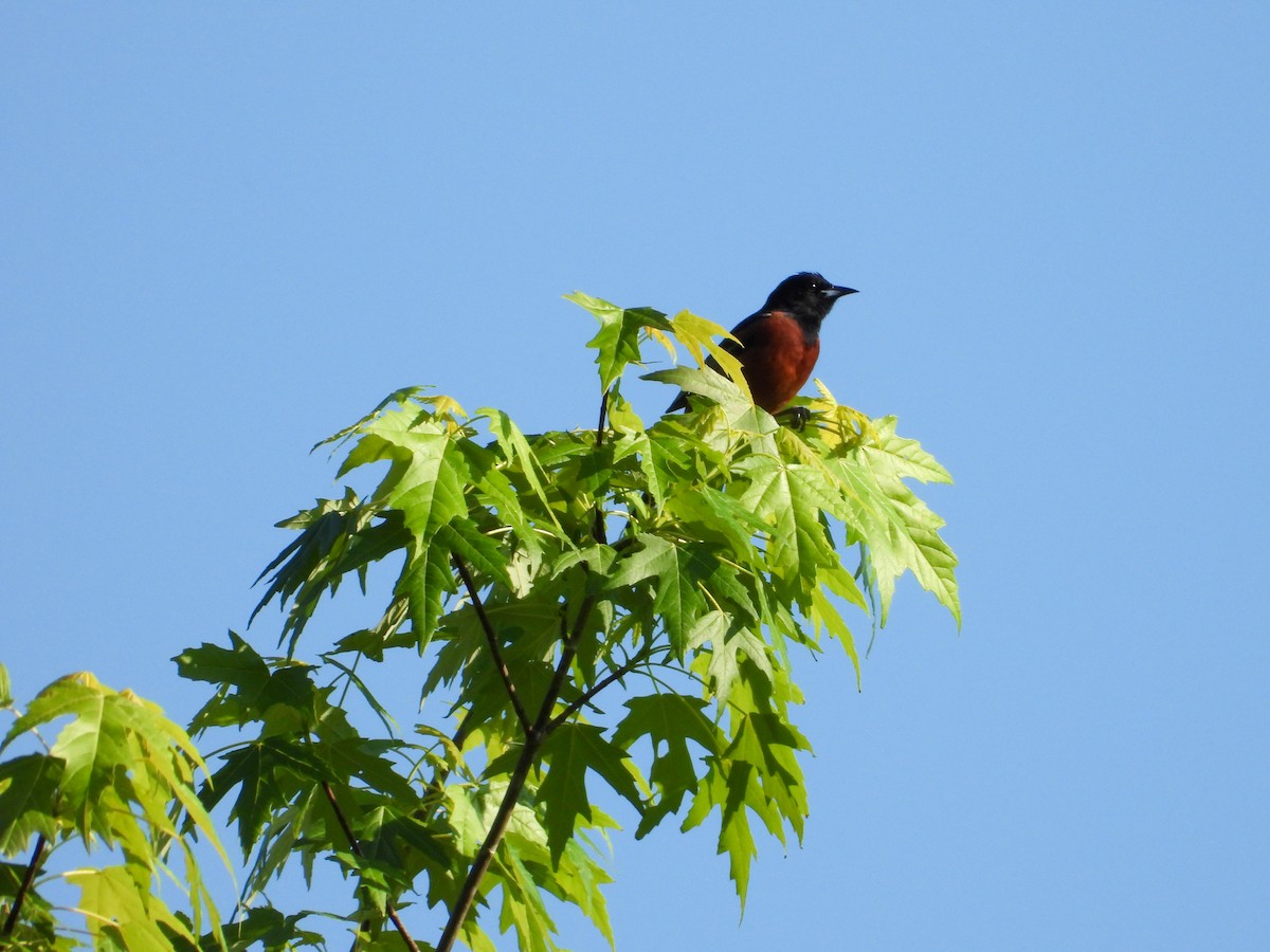 Orchard Oriole - ML619532610