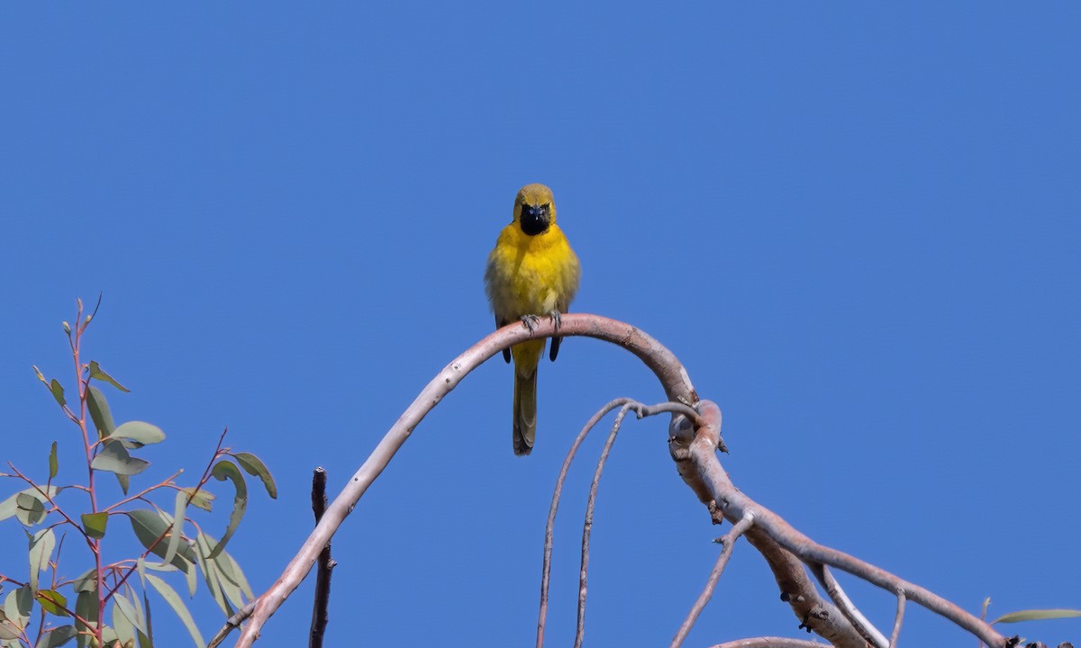 Hooded Oriole (nelsoni Group) - ML619532639