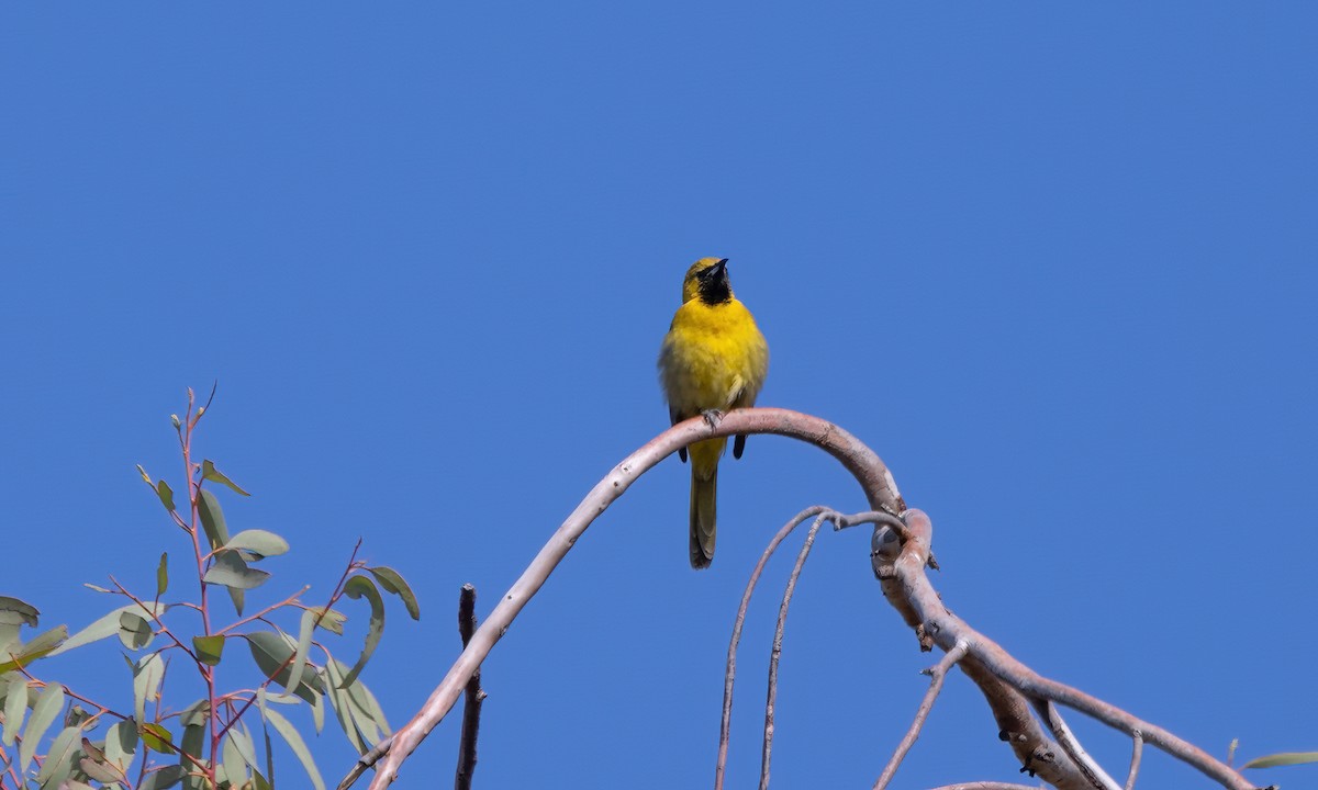 Hooded Oriole (nelsoni Group) - ML619532640