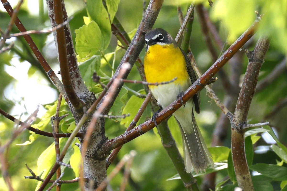 Yellow-breasted Chat - ML619532645