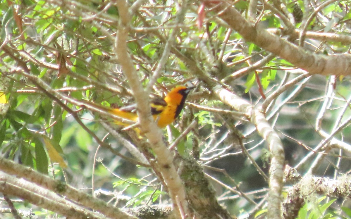 Spot-breasted Oriole - ML619532651