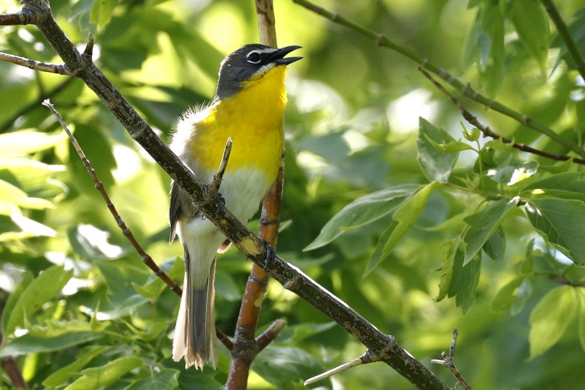 Yellow-breasted Chat - ML619532652