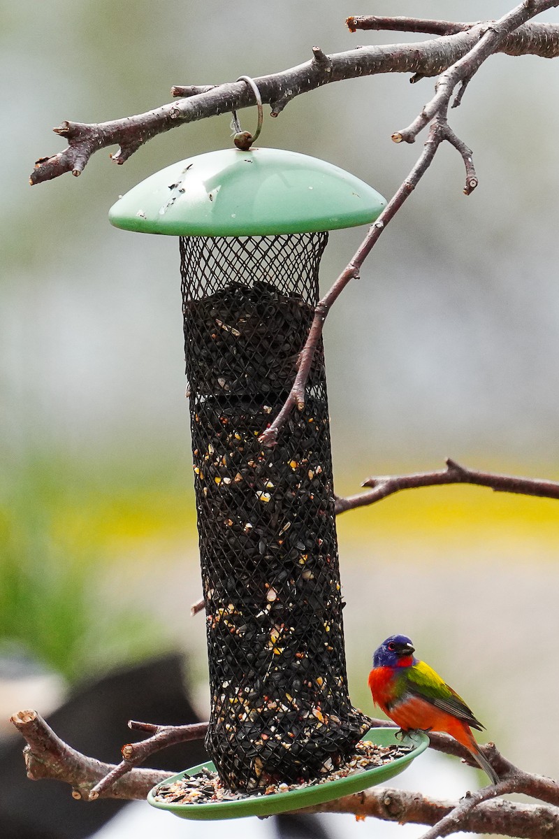 Painted Bunting - ML619532654