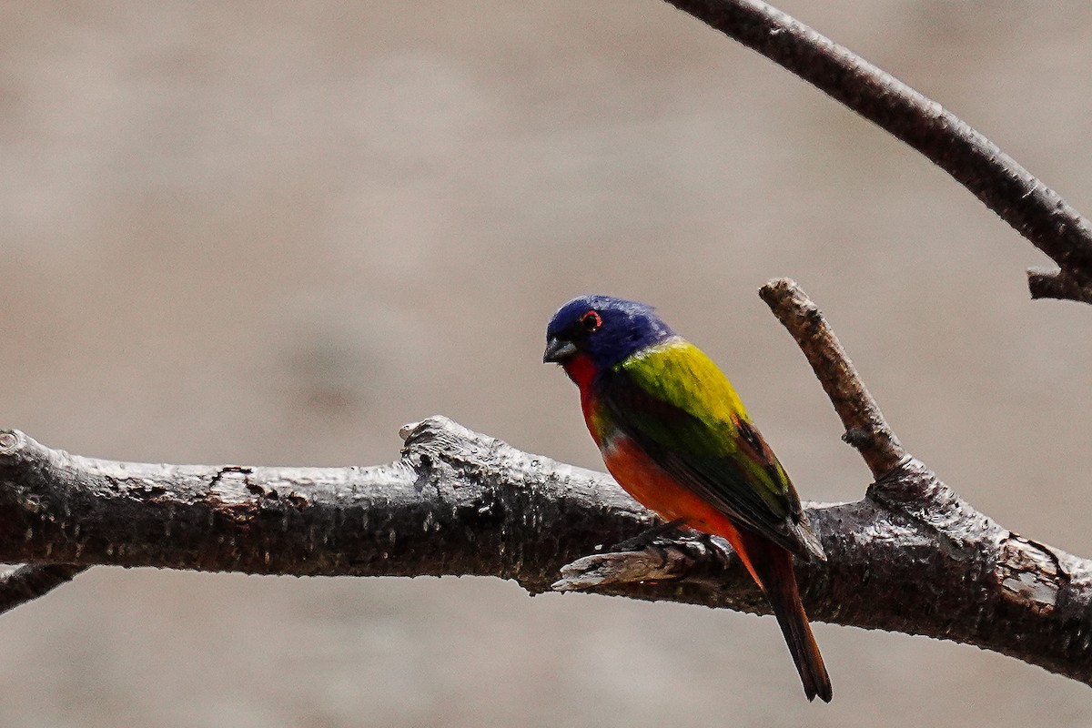 Painted Bunting - ML619532655