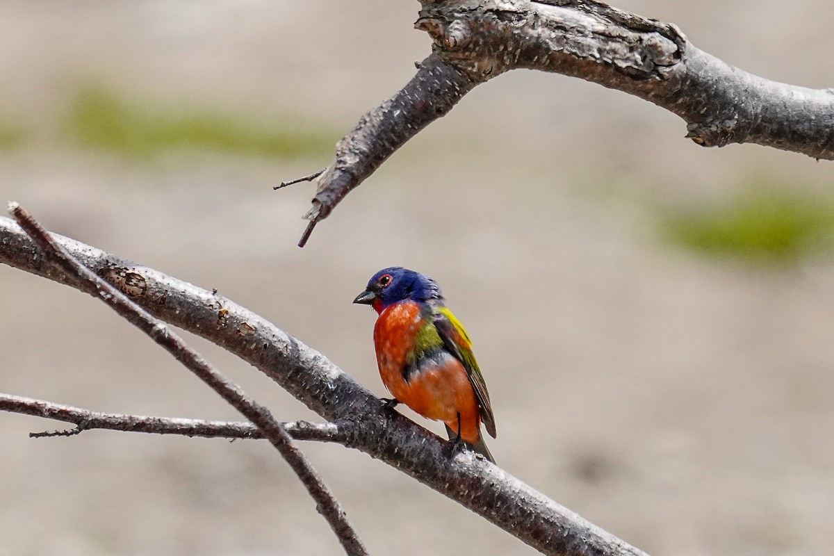 Painted Bunting - ML619532657