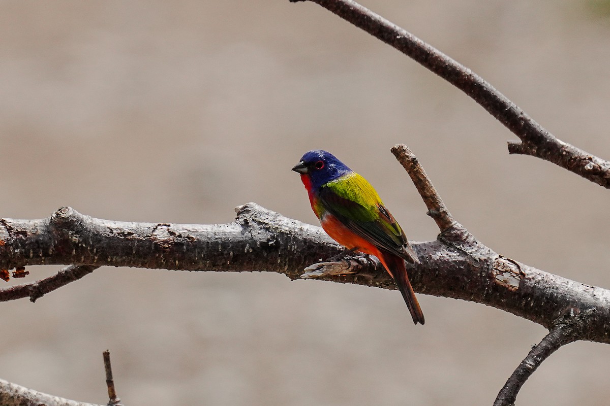 Painted Bunting - ML619532658