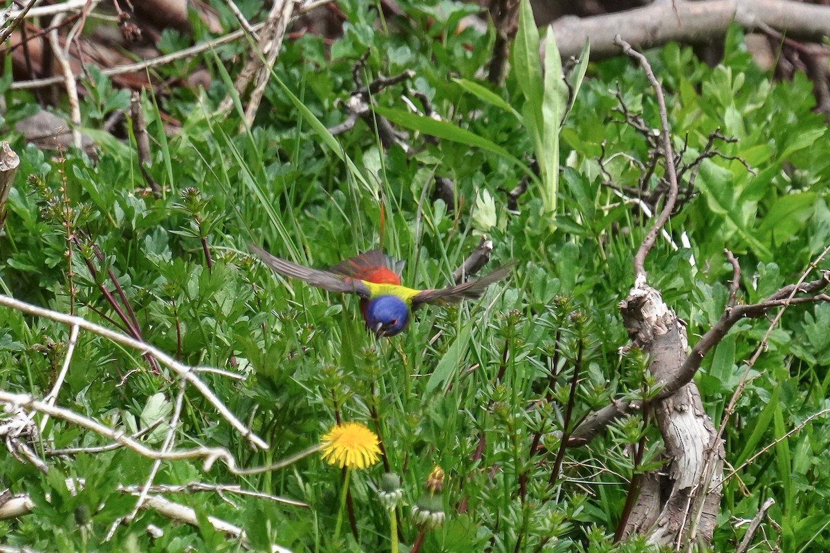 Painted Bunting - ML619532659