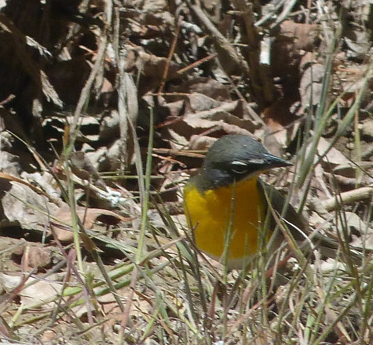 Yellow-breasted Chat - ML619532670