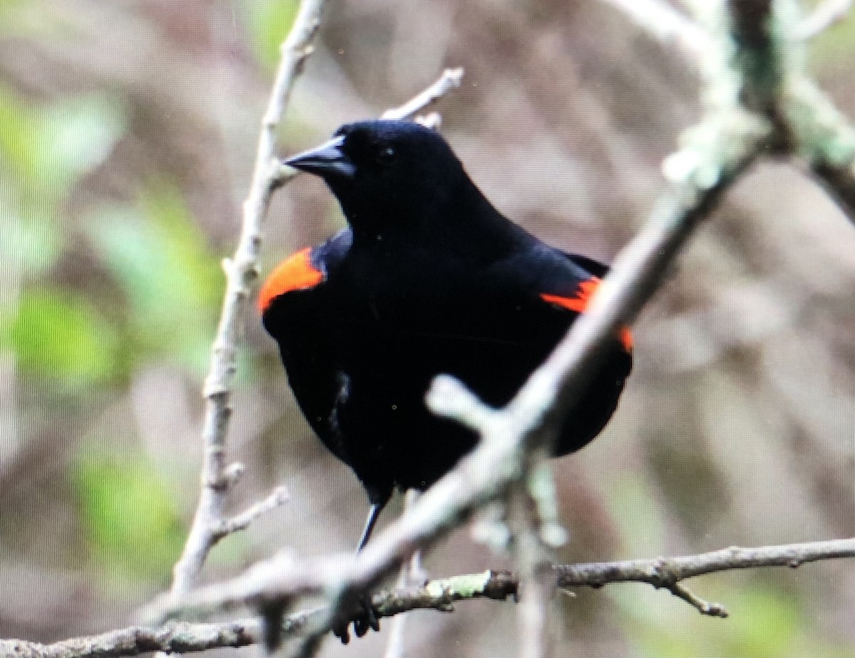Red-winged Blackbird - ML619532682