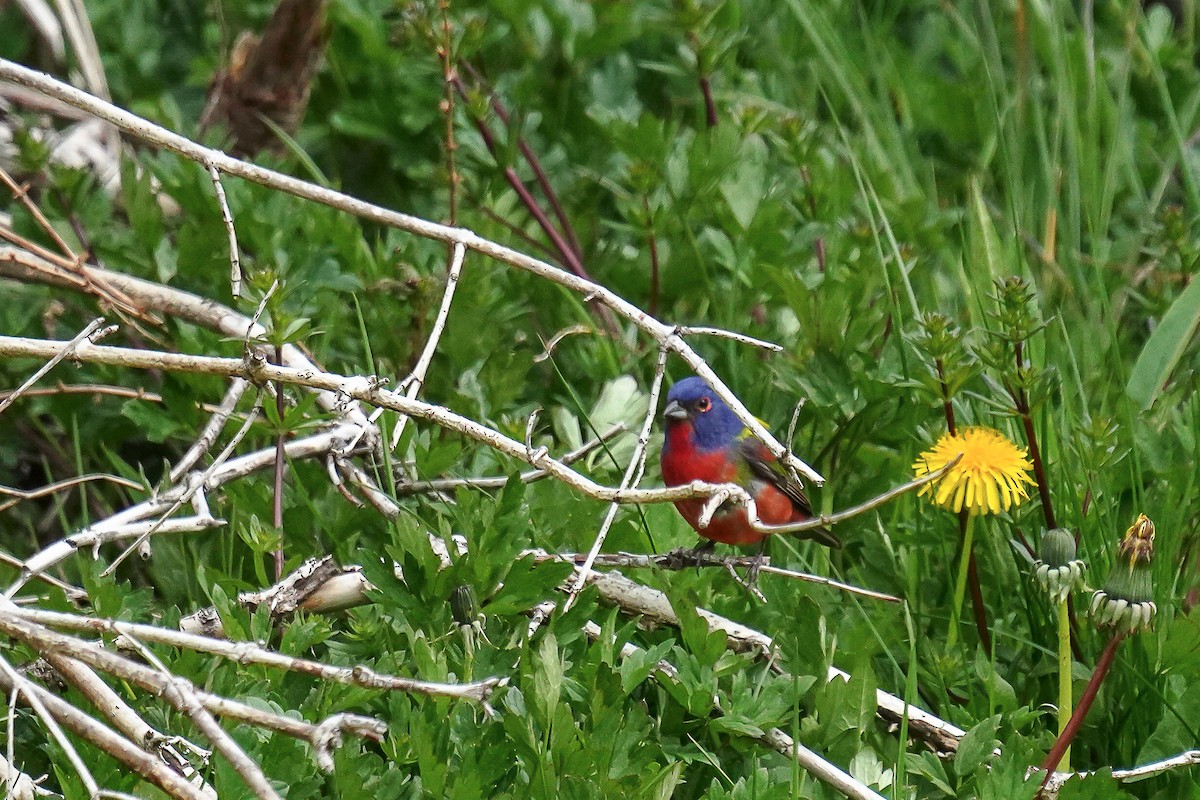 Painted Bunting - ML619532687