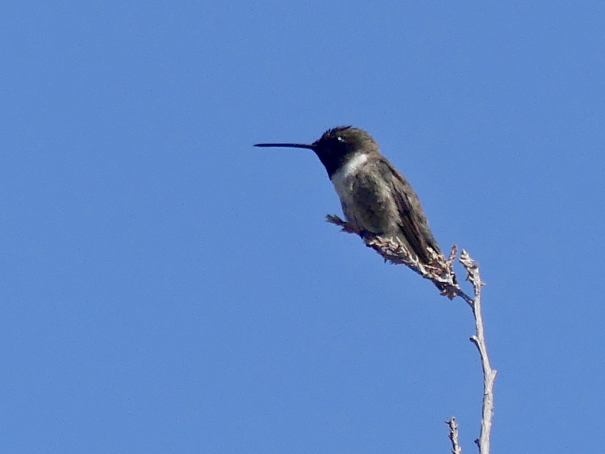 Black-chinned Hummingbird - ML619532694