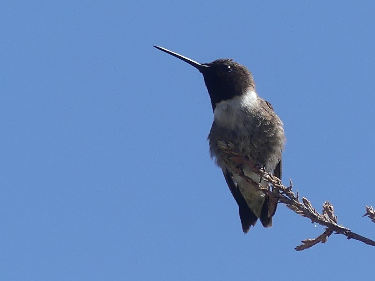 Black-chinned Hummingbird - ML619532695