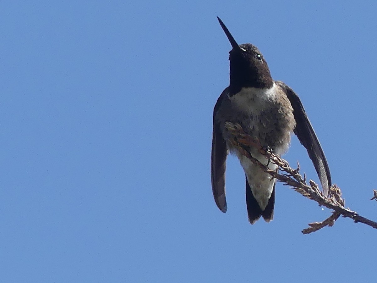 Black-chinned Hummingbird - ML619532696