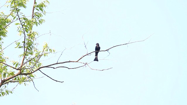 Square-tailed Drongo-Cuckoo - ML619532730